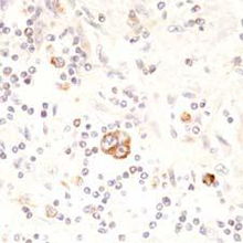 北京康為世紀(jì)生物科技 引領(lǐng)前沿生物科技，賦能健康未來(lái)